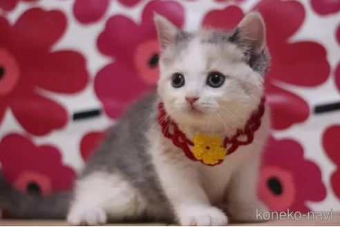 成約済の東京都のスコティッシュフォールド-100113の5枚目